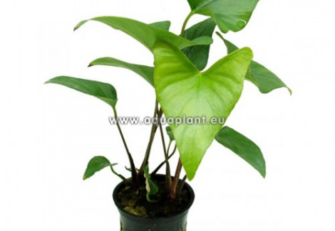 Anubias Gracilis