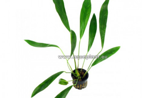 Anubias Lanceolata