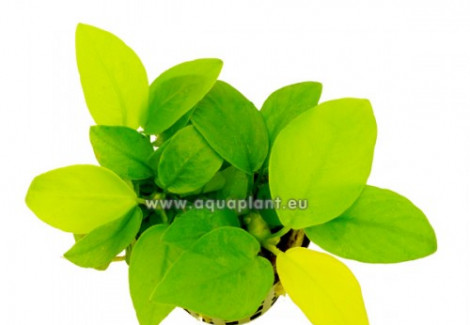 Anubias Nan Yellow Heard
