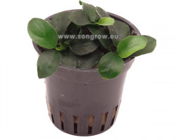 Anubias Nana Bonsa?