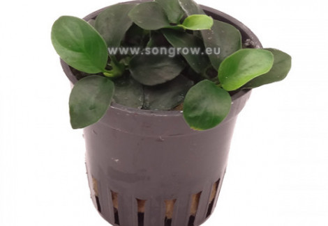 Anubias Nana Bonsa?