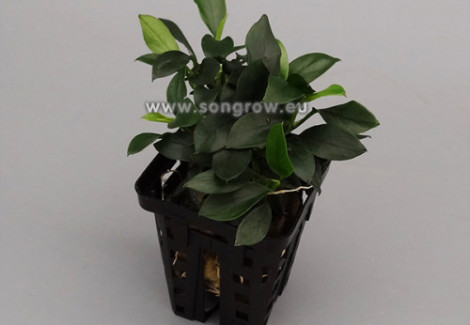Anubias Nana Micro