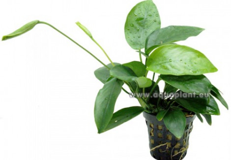 Anubias Ondulatus