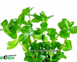 Bacopa Caroliniana  Jumbo Pot 8Cm