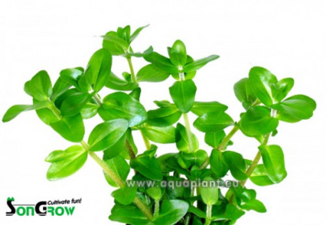 Bacopa Caroliniana  Jumbo Pot 8Cm