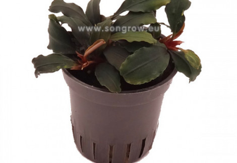 Buchephalandra Sp 'Blue Green'