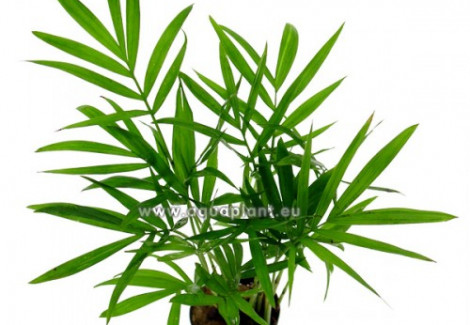 Chamaedorea Elegans