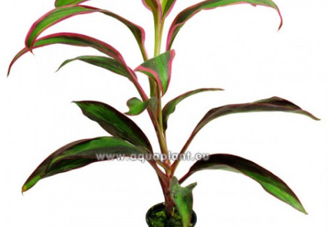 Cordyline Red Edge