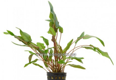 Cryptocoryne Blassii