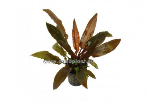 Cryptocoryne Legroi
