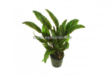 Cryptocoryne Petchii