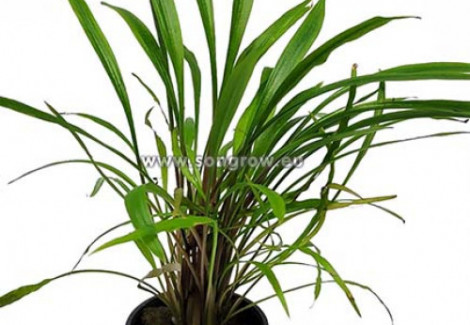 Cryptocoryne Pink Panther