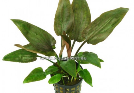 Cryptocoryne Pontederifolia