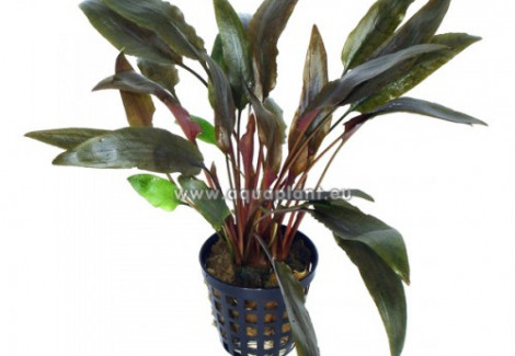 Cryptocoryne Species Red - Mi Oya
