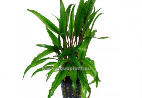 Cryptocoryne Undulata