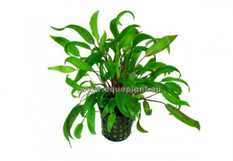 Cryptocoryne Wendtii