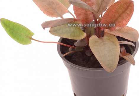 Cryptocoryne Wendtii Tropica Sp. Flamingo