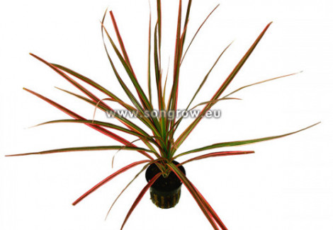 Dracaena Marginata (Red)