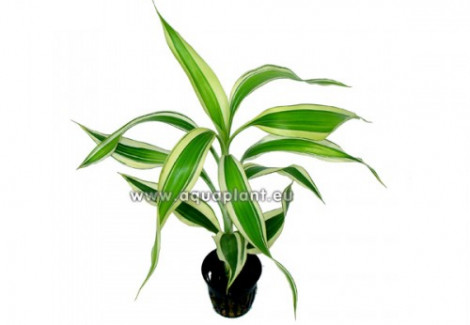 Dracaena Sanderiana White/Green