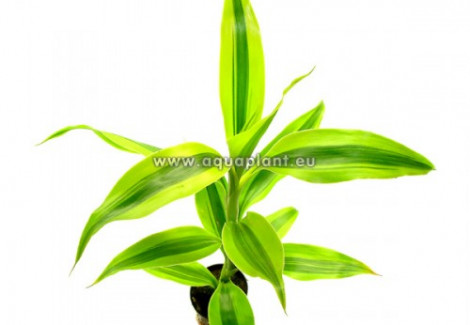 Dracaena Sanderiana Yellow/Green