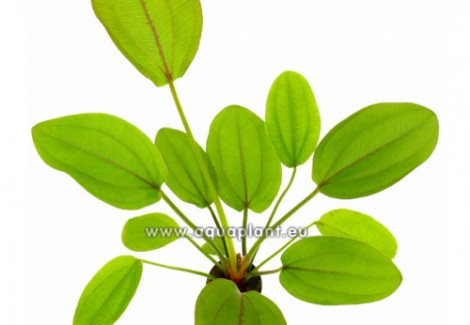 Echinodorus Cordifolius Red