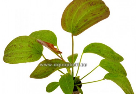 Echinodorus Felix
