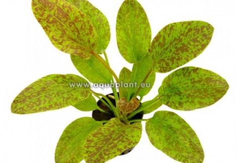 Echinodorus Green Flame