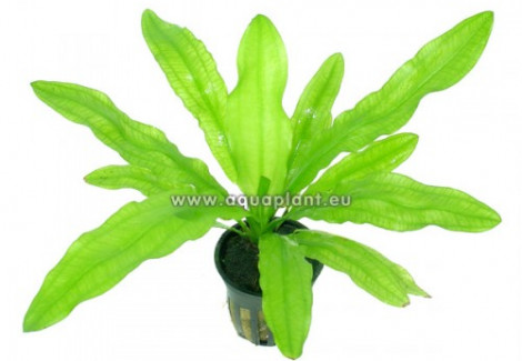 Echinodorus Martii/Major