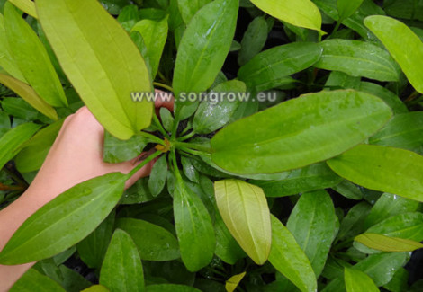 Echinodorus Ros?