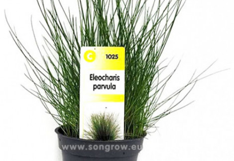 Eleocharis Parvula (Vroeger: E. Acicularis)