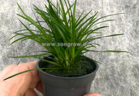 Eriocaulon Species Vietnam