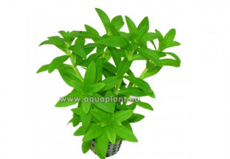 Eusteralis Narrow Leaf
