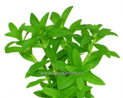 Eusteralis Narrow Leaf  Jumbo Pot 8Cm