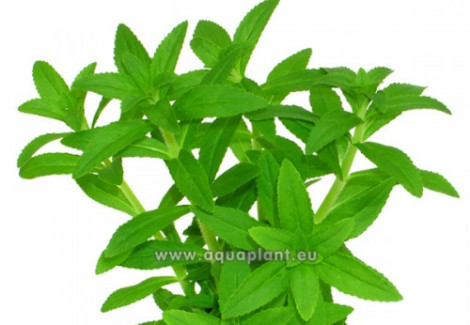 Eusteralis Narrow Leaf  Jumbo Pot 8Cm