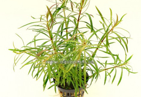 Eusteralis Stellata Large Leaves (Syn: Pogostemon Stellatus Sp.) Jumbo Pot 8Cm