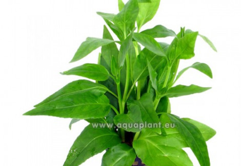 Gymnocoronis Green