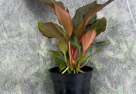 Homalomena Humilis (Rare Plant)