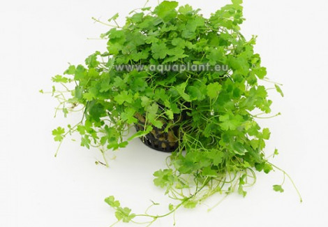 Hydrocotyle Tripartita (Sp. Japan)  Jumbo Pot 8Cm