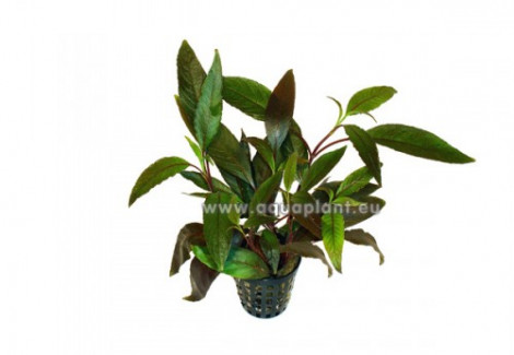 Hygrophila Guianensis