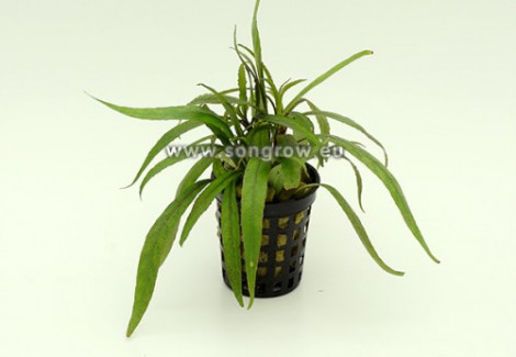 Hygrophila Lacustris