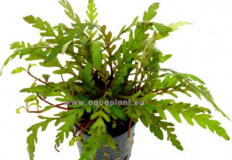 Hygrophila Pantanl 'Wavy