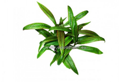 Hygrophila Red-Green