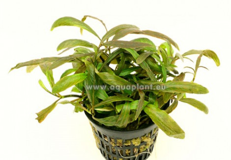 Hygrophila Red-Green  Jumbo Pot 8Cm