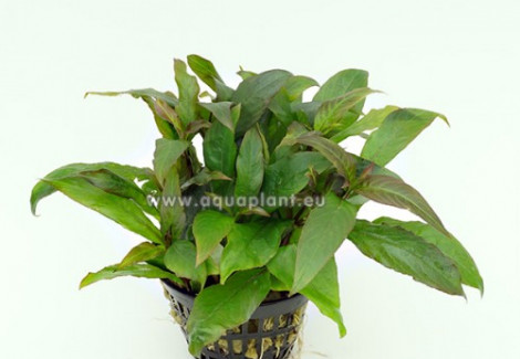 Hygrophila Siamensis  Jumbo Pot 8Cm