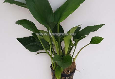 Lagenandra Sp Green