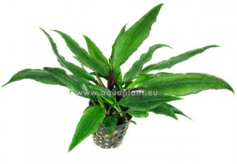 Lagenandra Thwaitesii