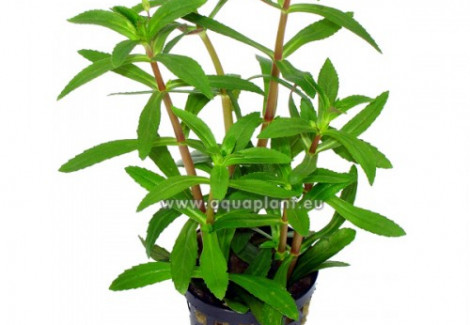 Limnophila Hippuridoides/Aromatica
