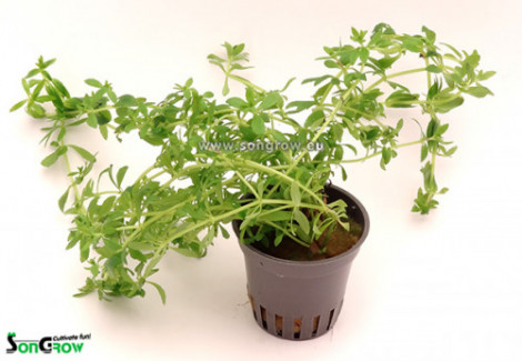 Limnophila Sp. 'Vietnam Mini