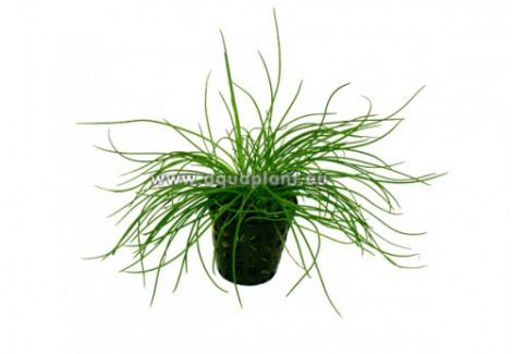 Littorella Uniflora