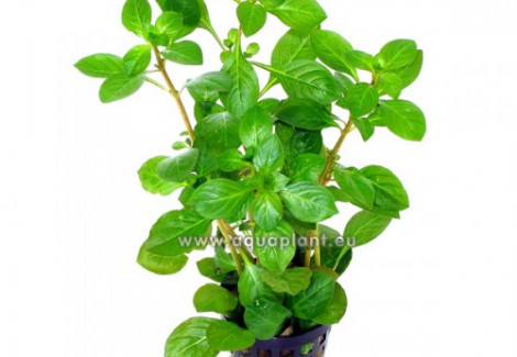 Ludwigia Glandulosa